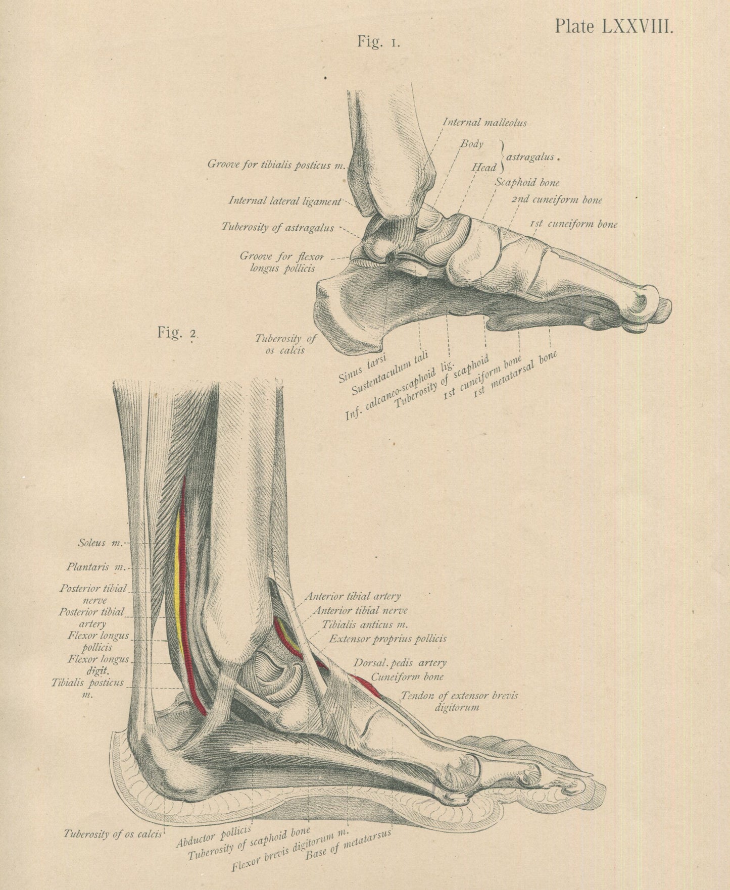 Matted Antique (c.1897) Anatomy Print, Plate LXXVIII: The Foot, Inner Side