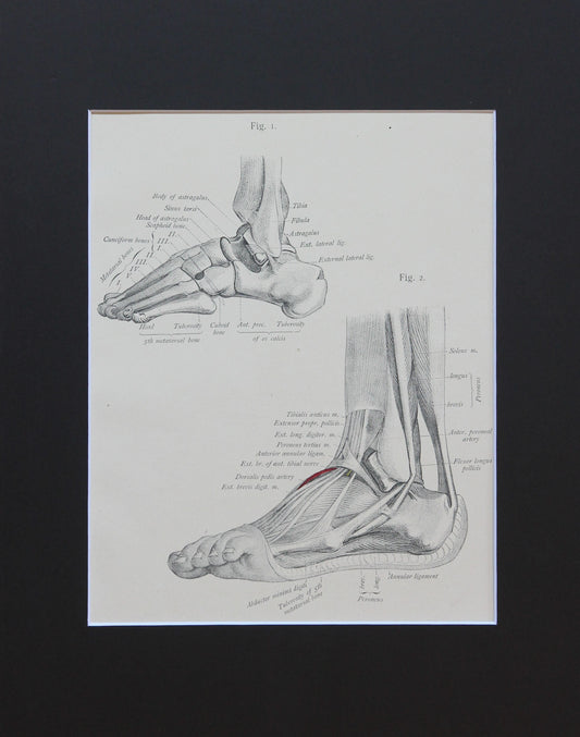 Matted Antique (c.1897) Anatomy Print, Plate LXXIX: The Foot, Outer Side