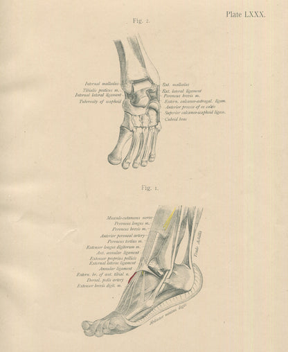 Matted Antique (c.1897) Anatomy Print, Plate LXXX: The Foot in Extension