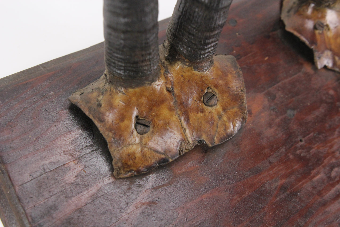 Antique Double Taxidermy Mount with Goat Horns and Skull Caps on Shield