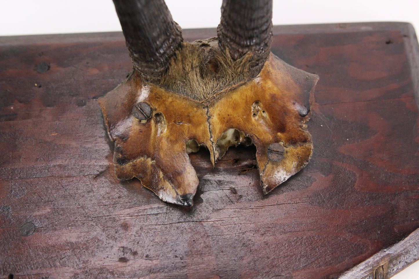 Antique Double Taxidermy Mount with Goat Horns and Skull Caps on Shield