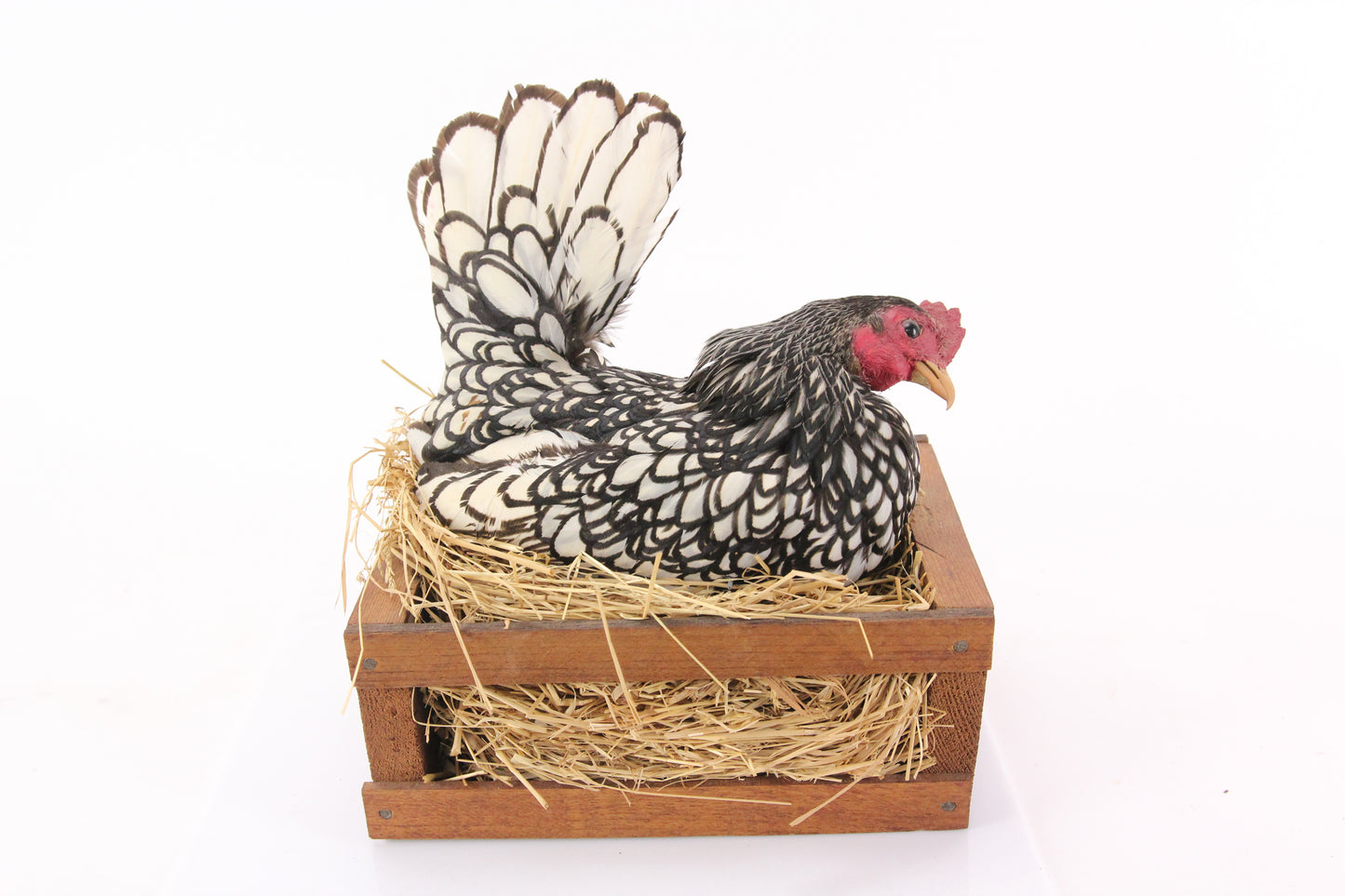 Silver Sebright Bantam Chicken Hen on Basket Authentic Taxidermy