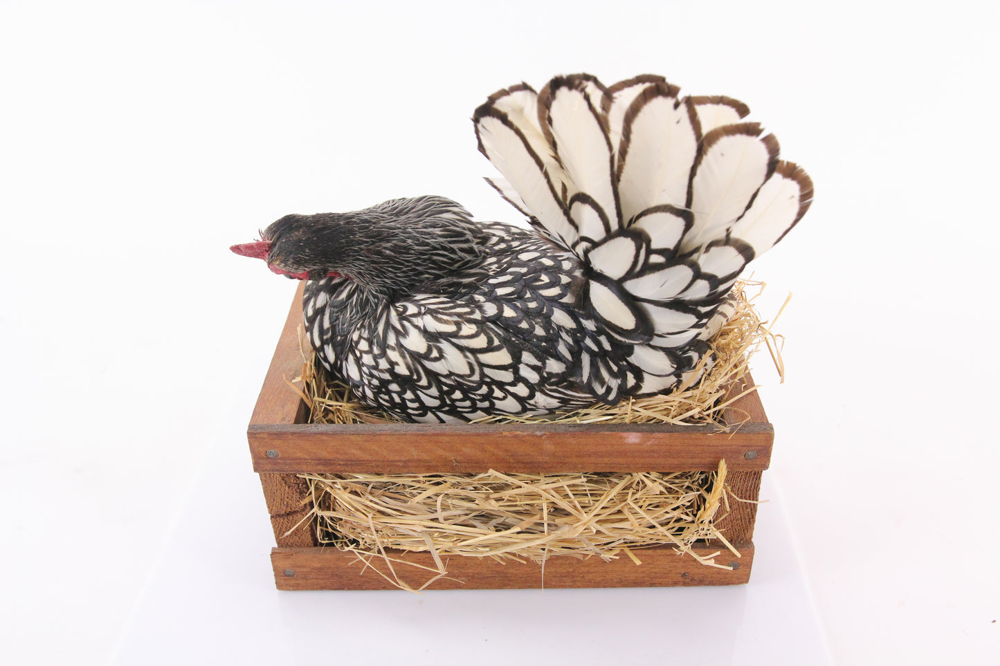 Silver Sebright Bantam Chicken Hen on Basket Authentic Taxidermy