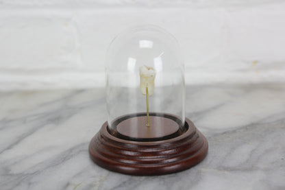 Human Tooth in Victorian Style Cloche Dome with Walnut Base