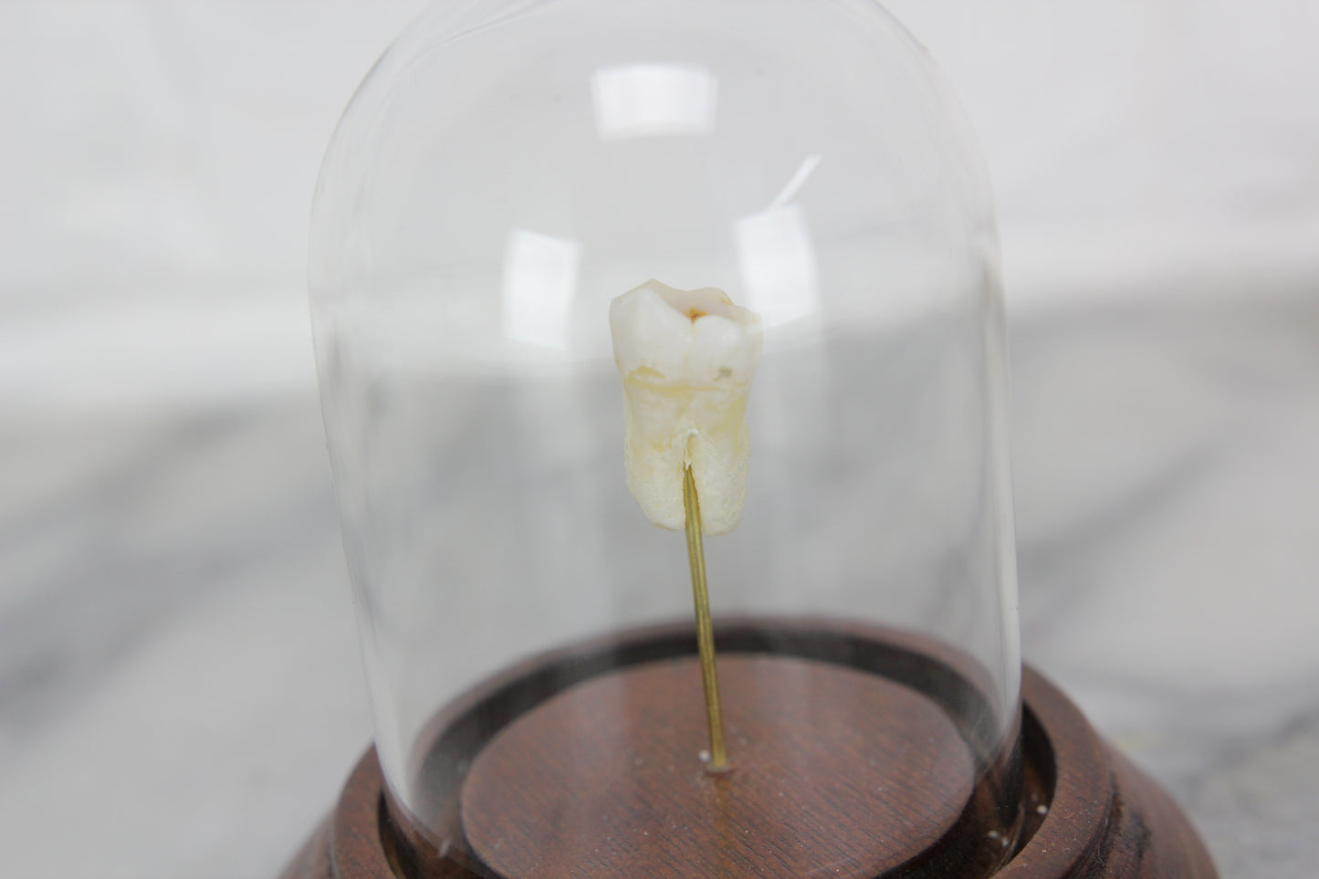 Human Tooth in Victorian Style Cloche Dome with Walnut Base