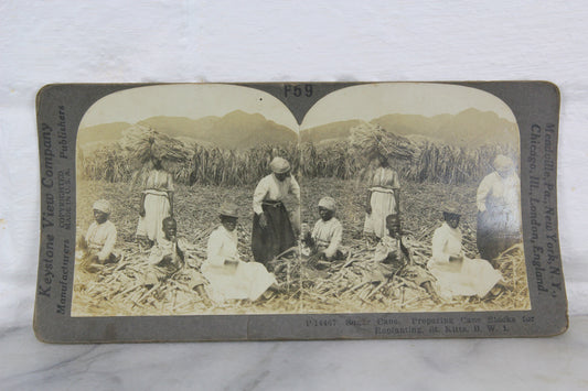 Preparing Sugar Cane Stock for Planting, West Indies - Keystone Stereo Card