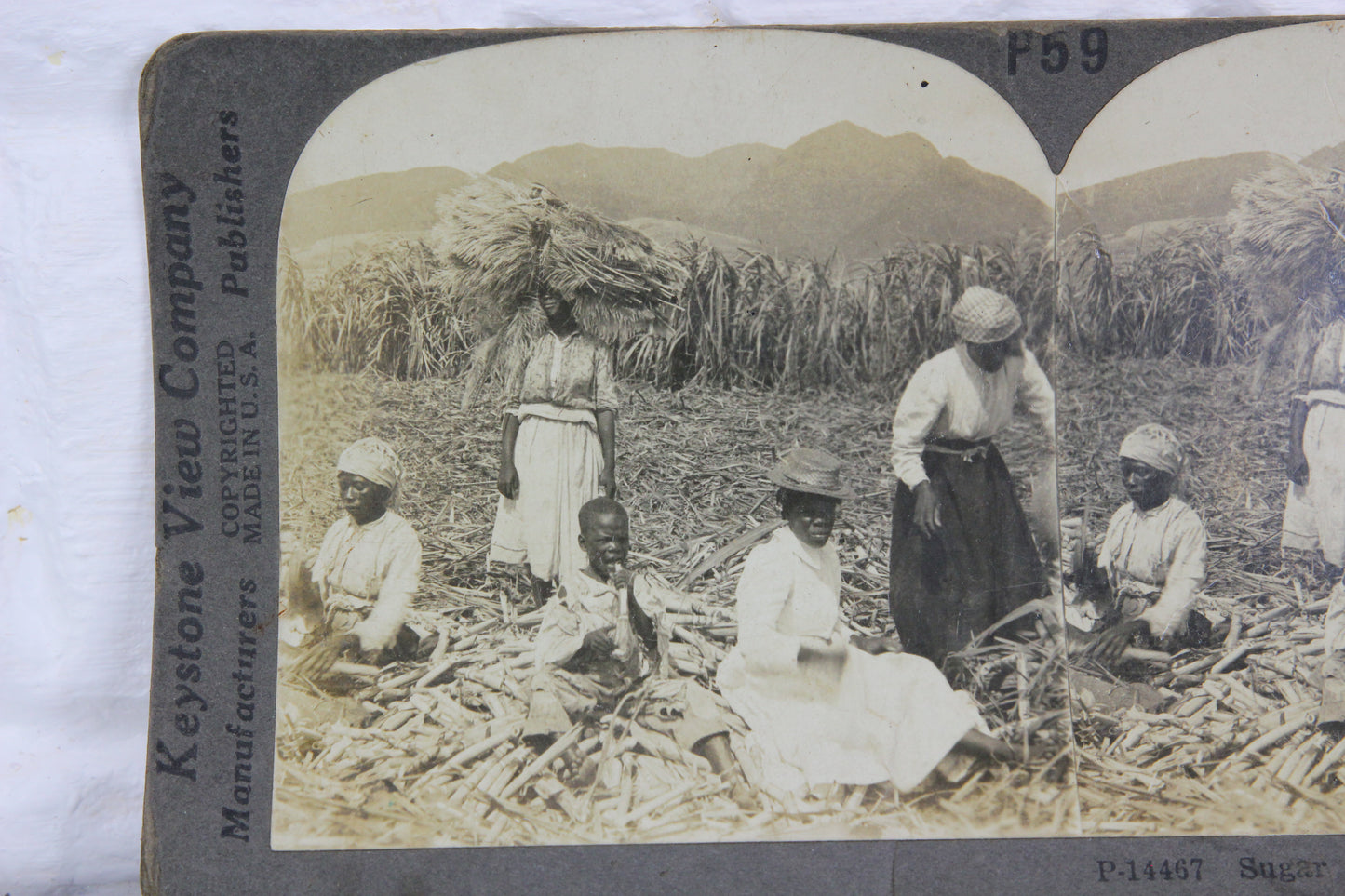 Preparing Sugar Cane Stock for Planting, West Indies - Keystone Stereo Card
