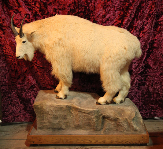 Rocky Mountain Goat Full Taxidermy Mount