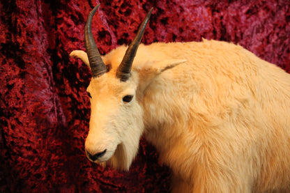 Rocky Mountain Goat Full Taxidermy Mount