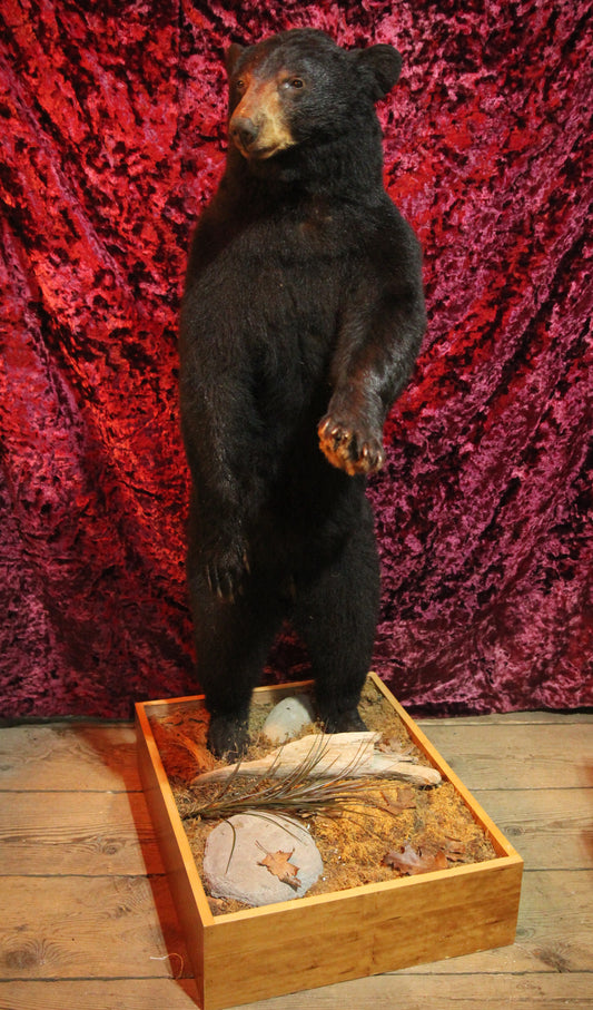 Black Bear Standing Full Taxidermy Mount