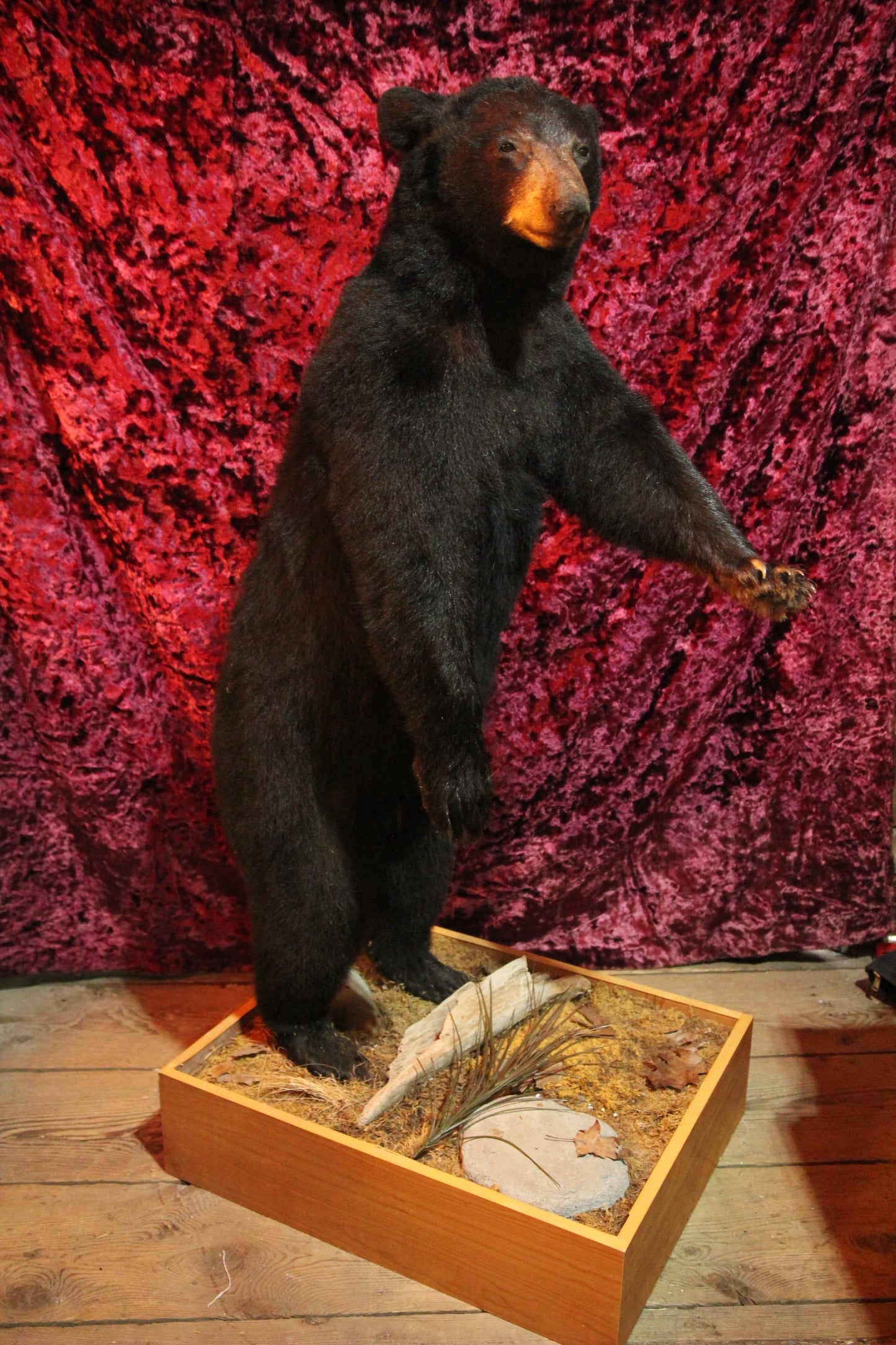 Black Bear Standing Full Taxidermy Mount