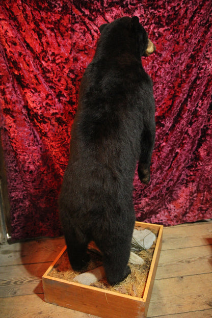 Black Bear Standing Full Taxidermy Mount