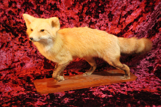 Red Fox Vintage Full Taxidermy Mount