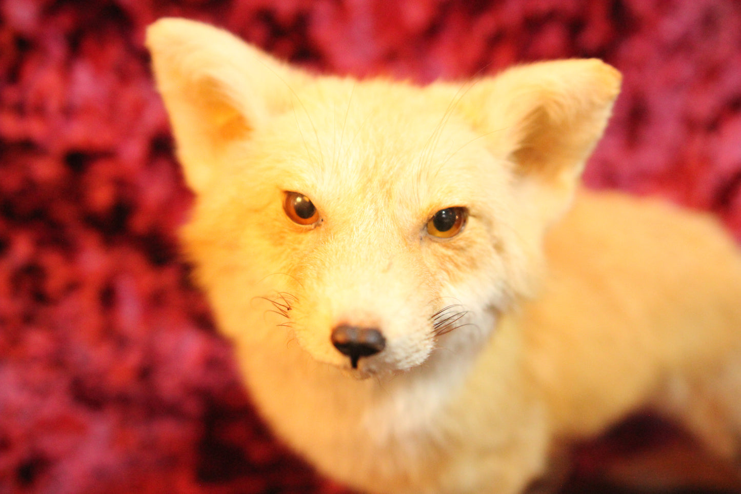 Red Fox Vintage Full Taxidermy Mount