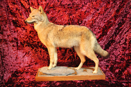 Coyote Full Taxidermy Mount