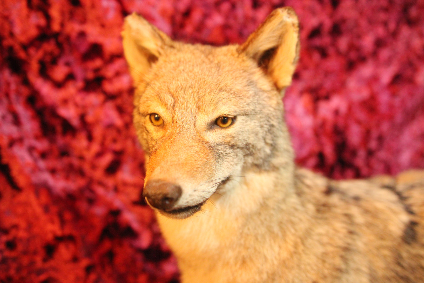 Coyote Full Taxidermy Mount