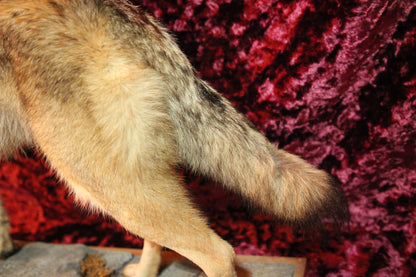 Coyote Full Taxidermy Mount