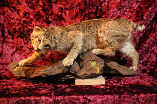 Bobcat Full Wall Hanging Taxidermy Mount