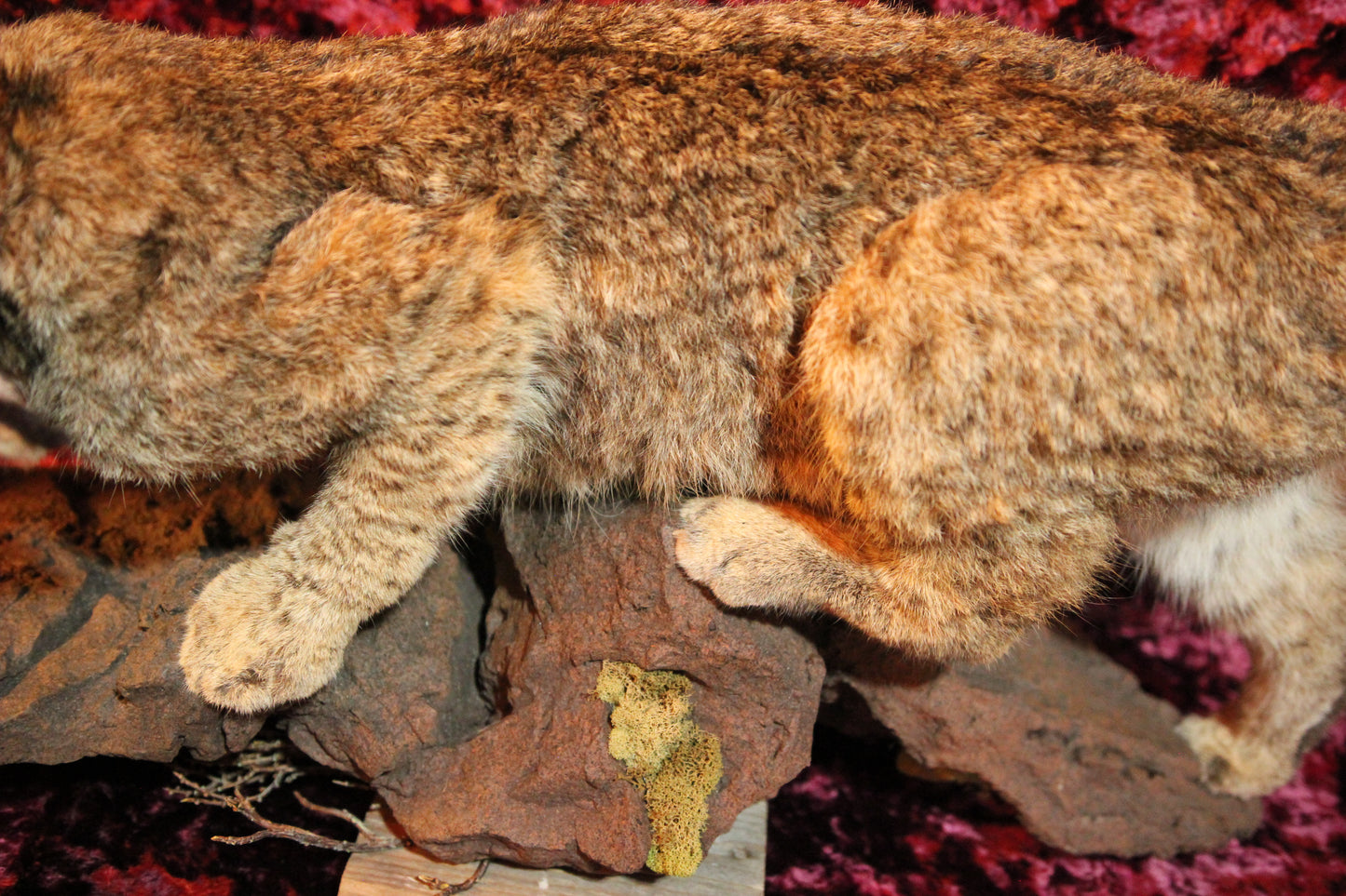 Bobcat Full Wall Hanging Taxidermy Mount