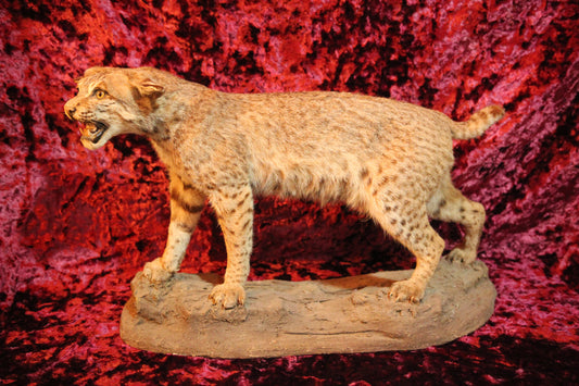 Bobcat Vintage Full Taxidermy Mount