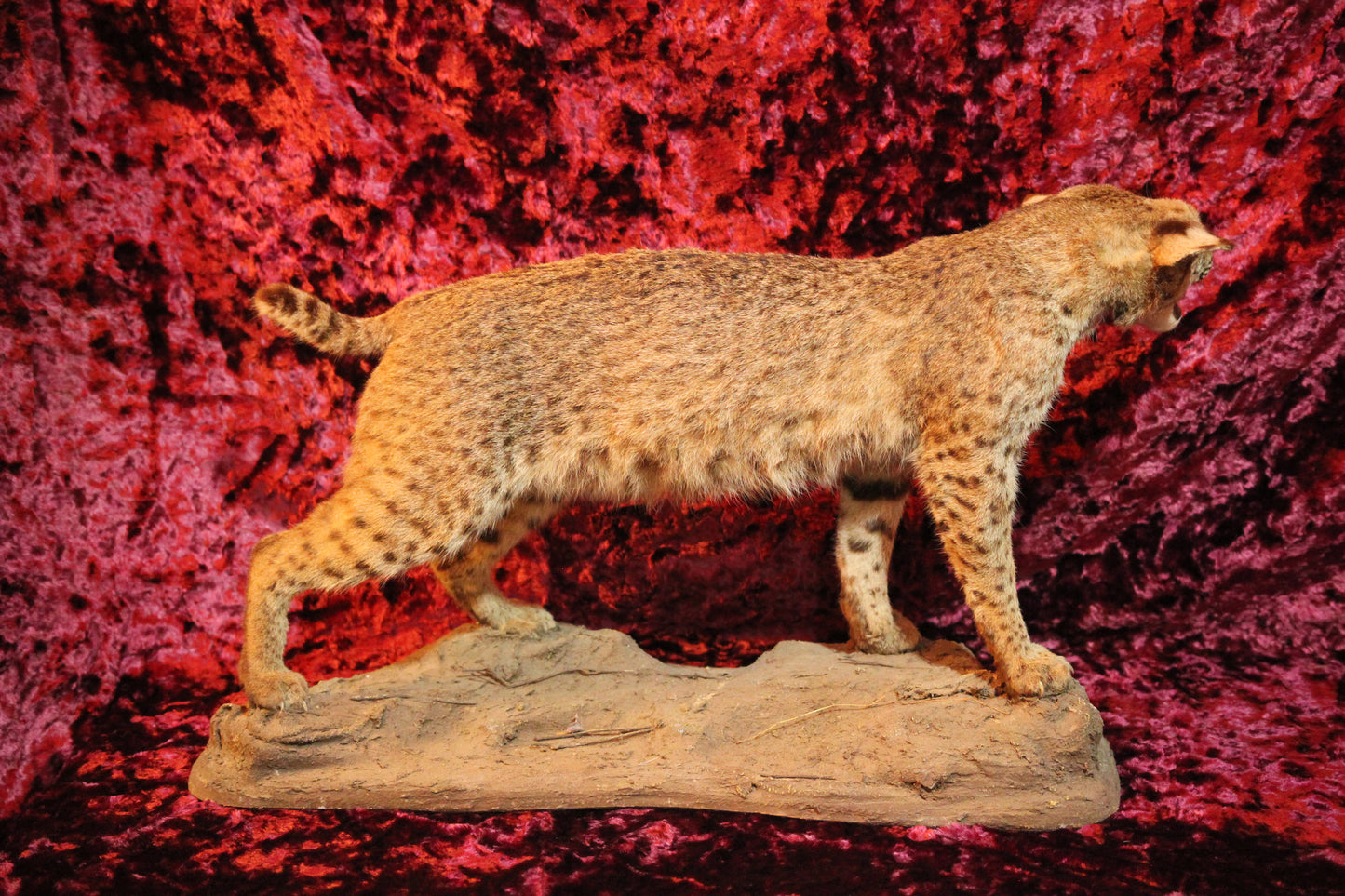 Bobcat Vintage Full Taxidermy Mount