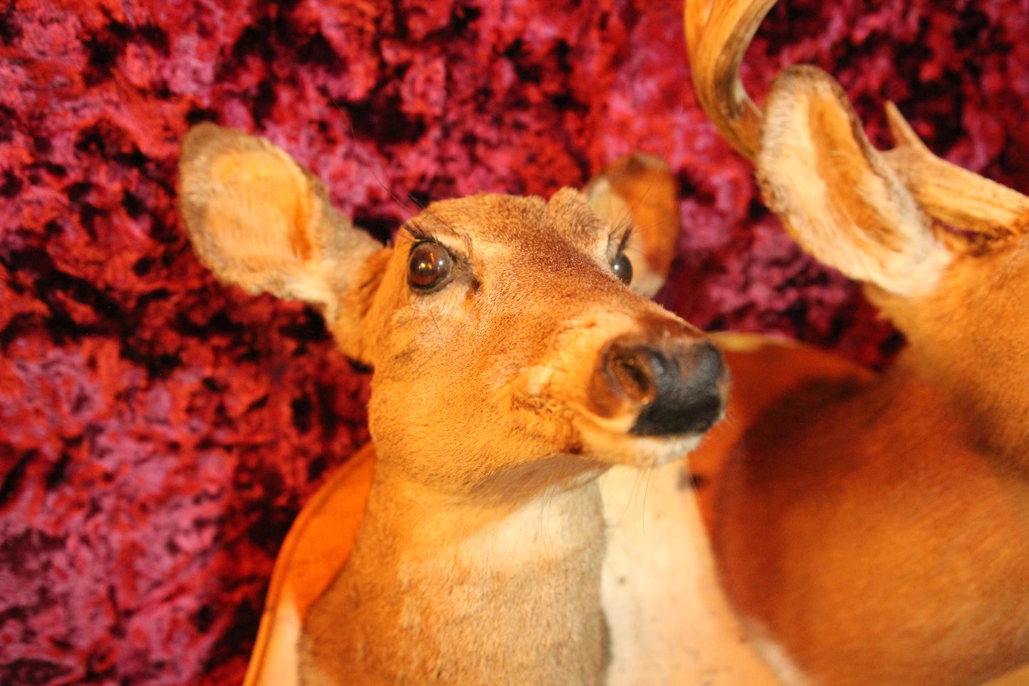 Double Deer Head Vintage Taxidermy Shoulder Mount