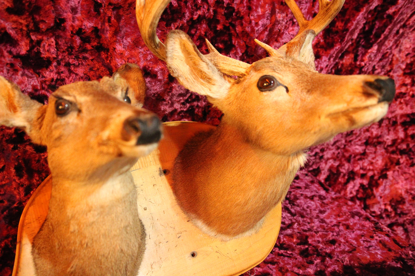 Double Deer Head Vintage Taxidermy Shoulder Mount