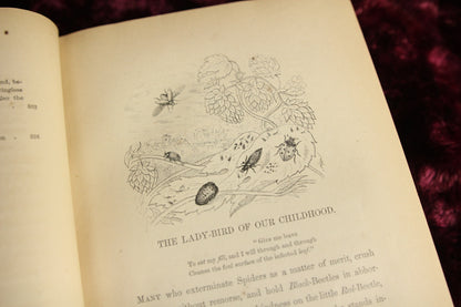 Episodes of Insect Life, Three Volume Set by L.M. Budgen, 1851, First American Edition