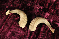 Loose Taxidermy Ram Sheep Goat Horns, Pair