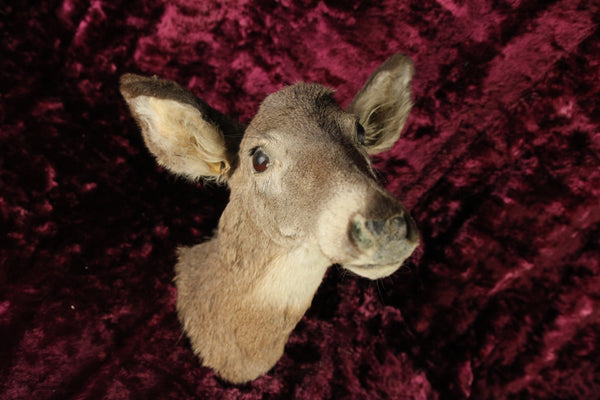Vintage Juvenile Deer Doe Taxidermy Head Mount Done by a Mortician