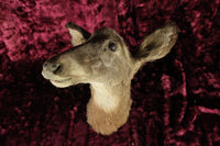 Vintage Juvenile Deer Doe Taxidermy Head Mount Done by a Mortician