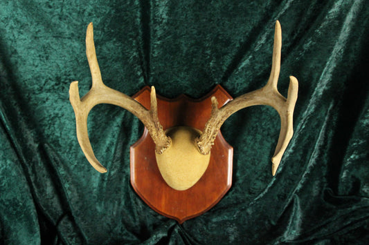 Vintage Nine-Point Deer Antlers Buck Rack, 16.5" Span