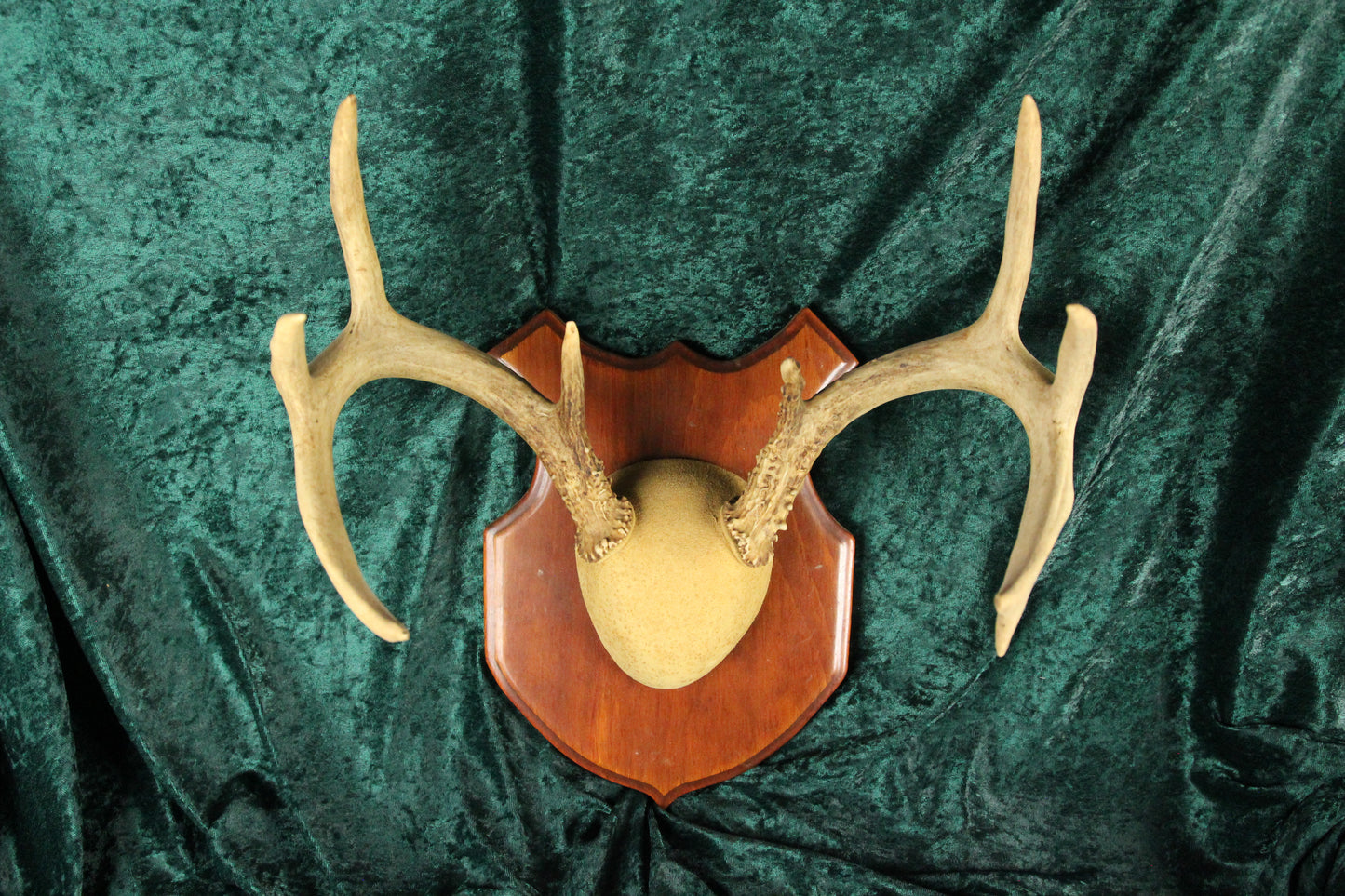 Vintage Nine-Point Deer Antlers Buck Rack, 16.5" Span