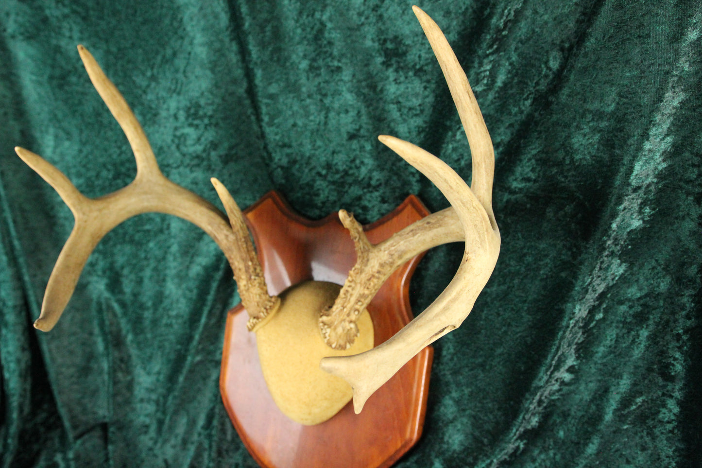 Vintage Nine-Point Deer Antlers Buck Rack, 16.5" Span