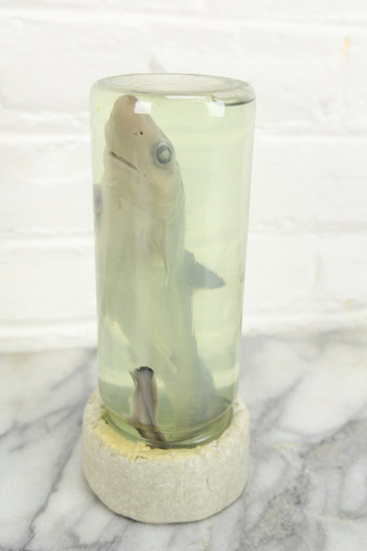 Wet Specimen Taxidermy Shark