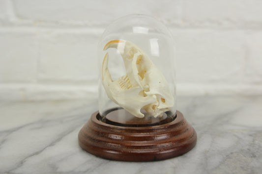 European Taxidermy Muskrat Skull in a Victorian Style Cloche Dome