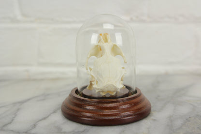 European Taxidermy Muskrat Skull in a Victorian Style Cloche Dome