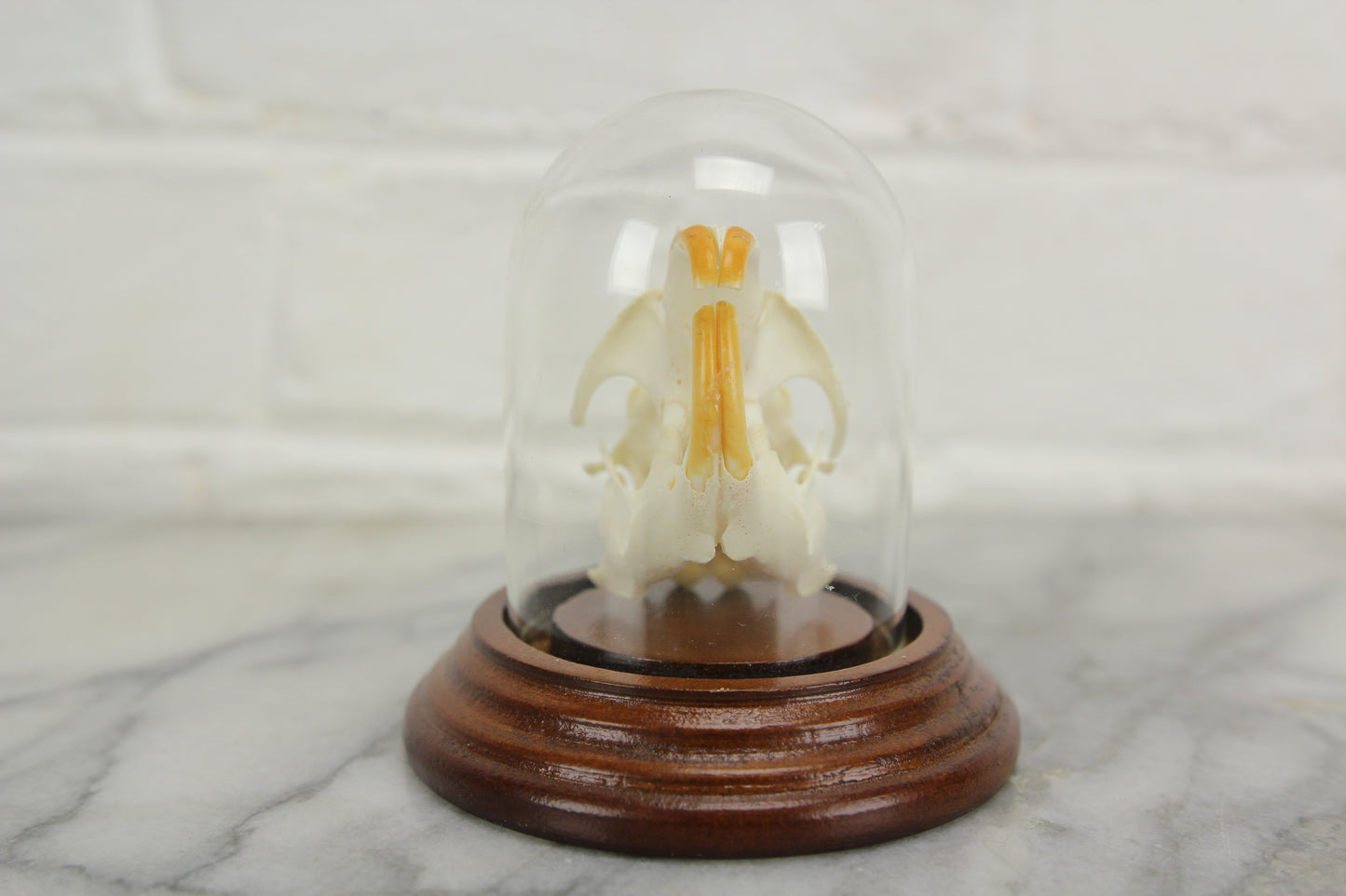 European Taxidermy Muskrat Skull in a Victorian Style Cloche Dome
