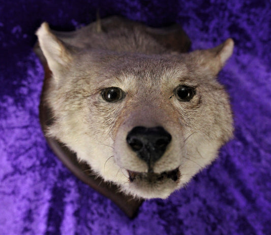 Antique Coyote Head Taxidermy Mount