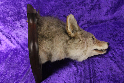 Antique Coyote Head Taxidermy Mount