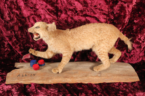 Vintage "All-In" Card Playing Full Body Bobcat Taixdermy Novelty Mount