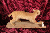 Vintage "All-In" Card Playing Full Body Bobcat Taixdermy Novelty Mount