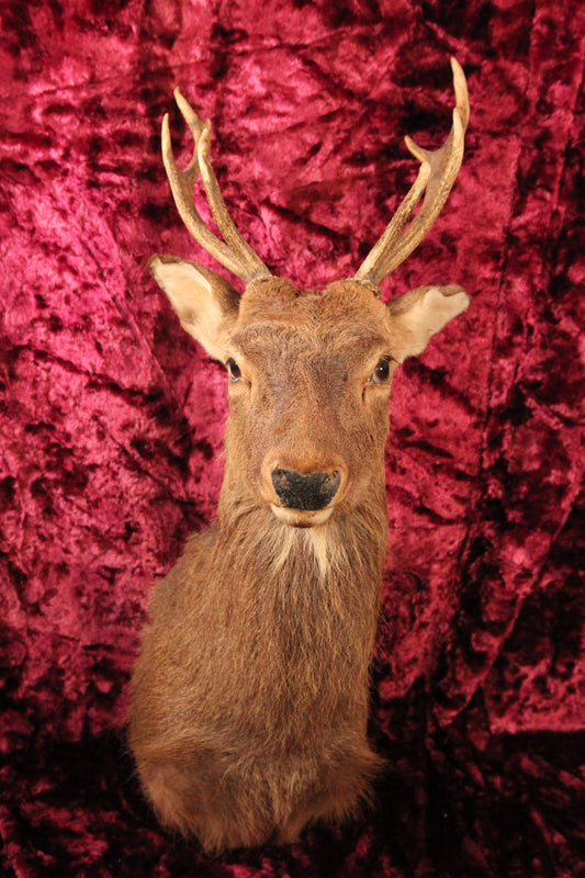 Vintage Alaskan Sitka Deer Taxidermy Shoulder Mount