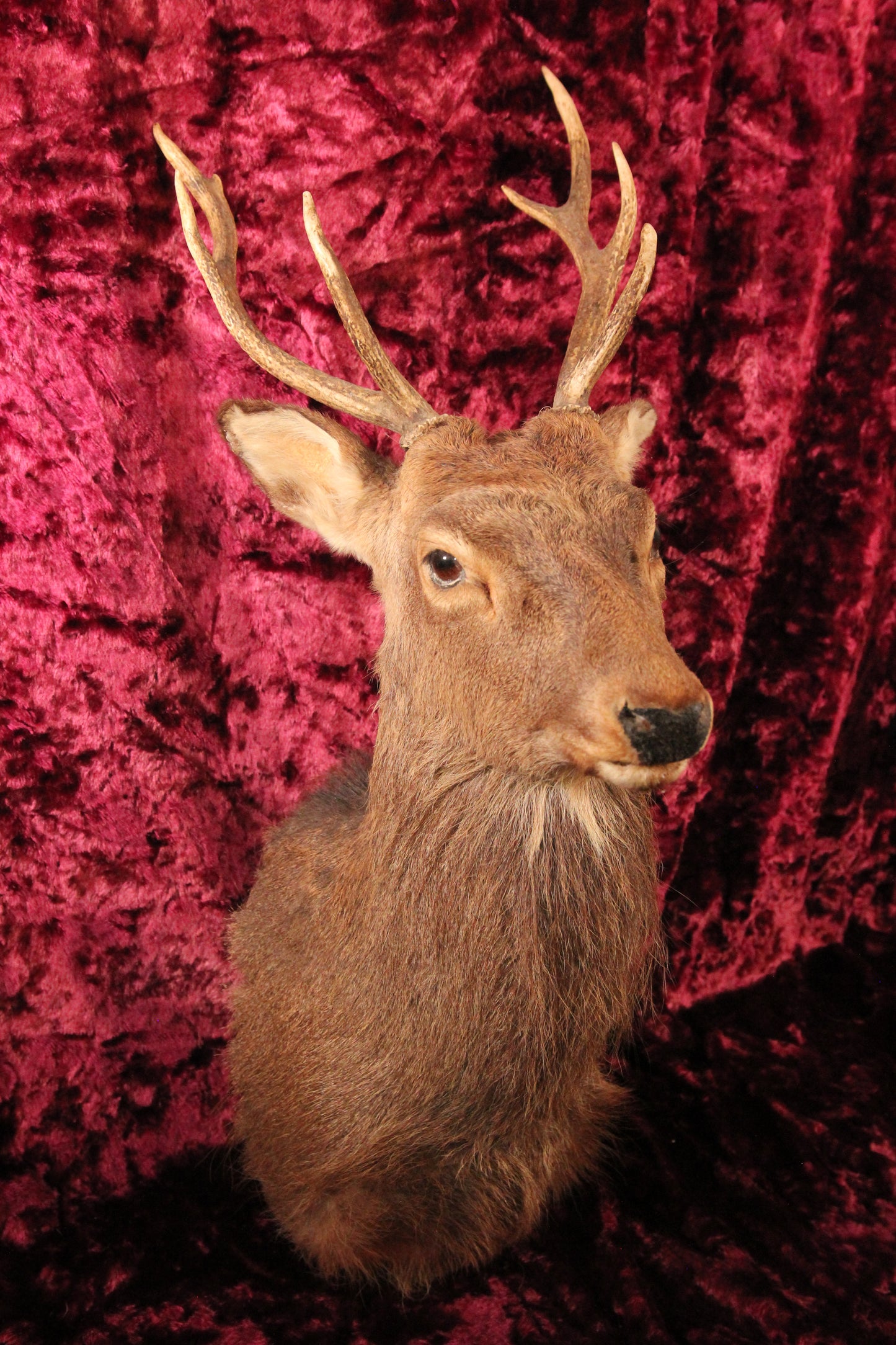 Vintage Alaskan Sitka Deer Taxidermy Shoulder Mount