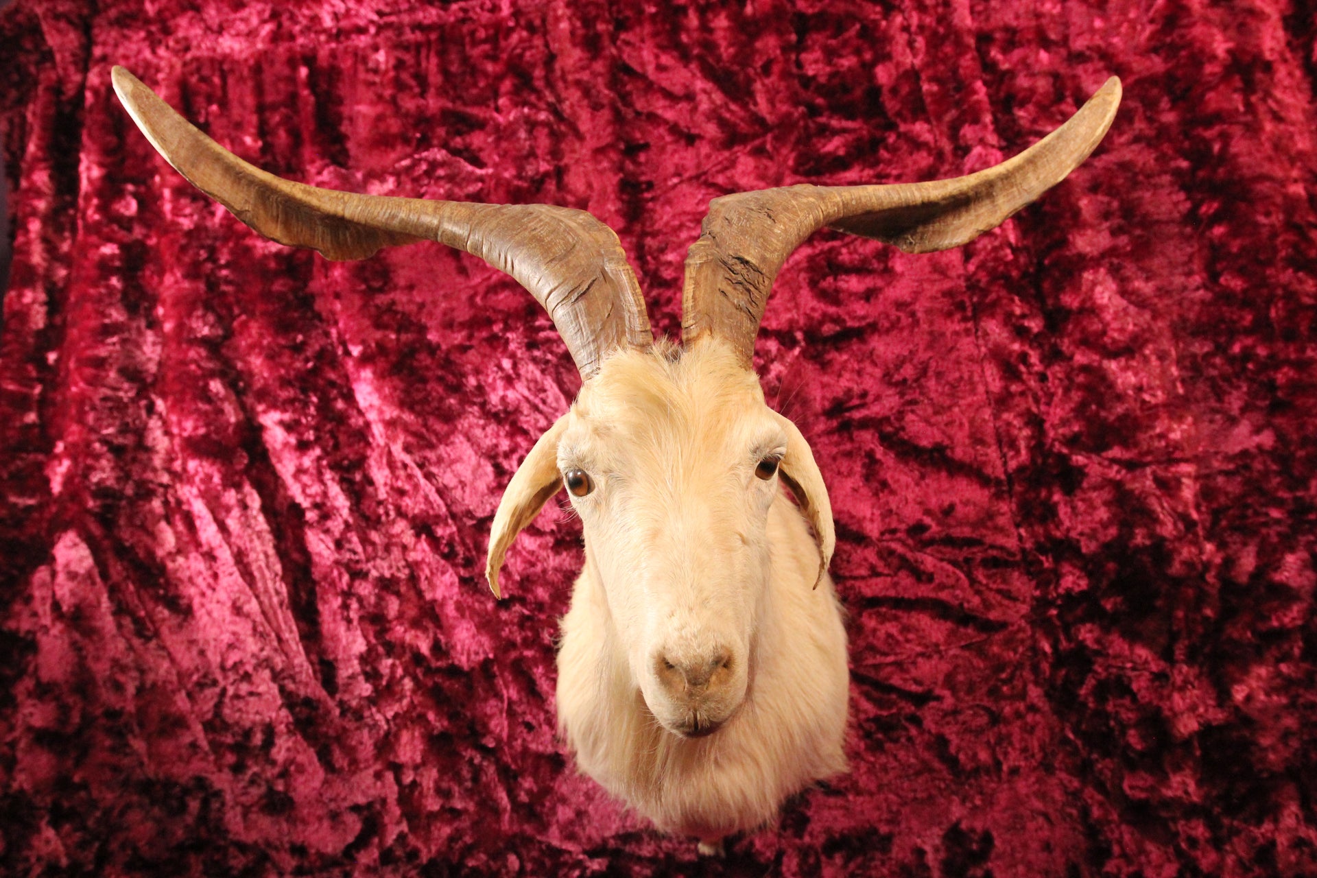 Old Goat with Horns, #C846196