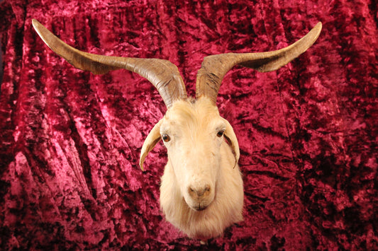 Vintage Twisted Horn Billy Goat Taxidermy Shoulder Mount