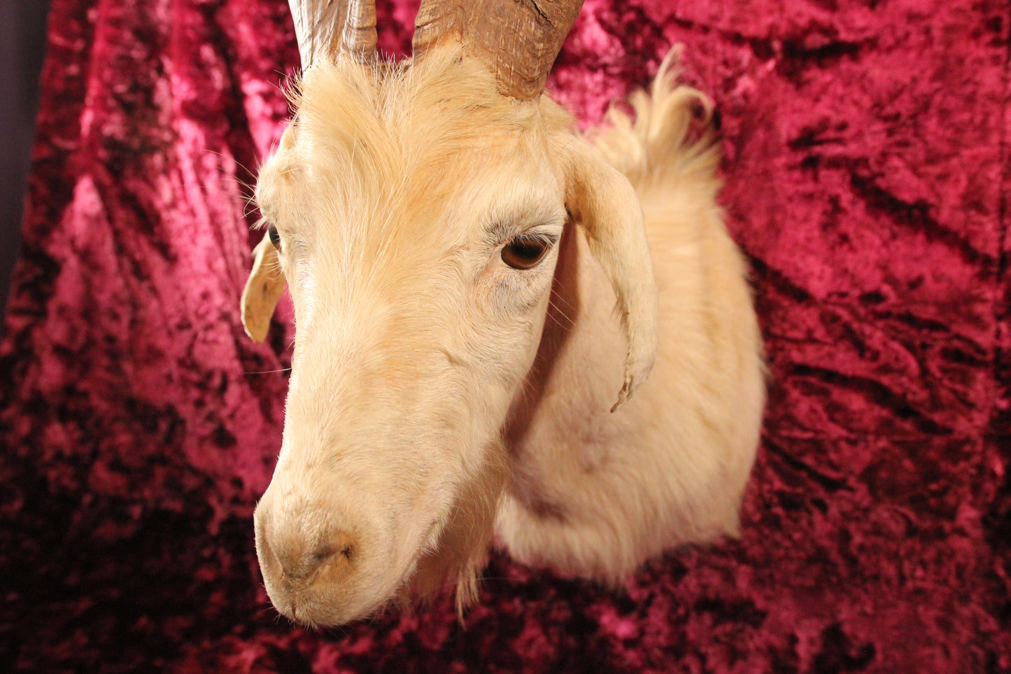 Vintage Twisted Horn Billy Goat Taxidermy Shoulder Mount