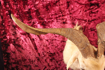 Vintage Twisted Horn Billy Goat Taxidermy Shoulder Mount