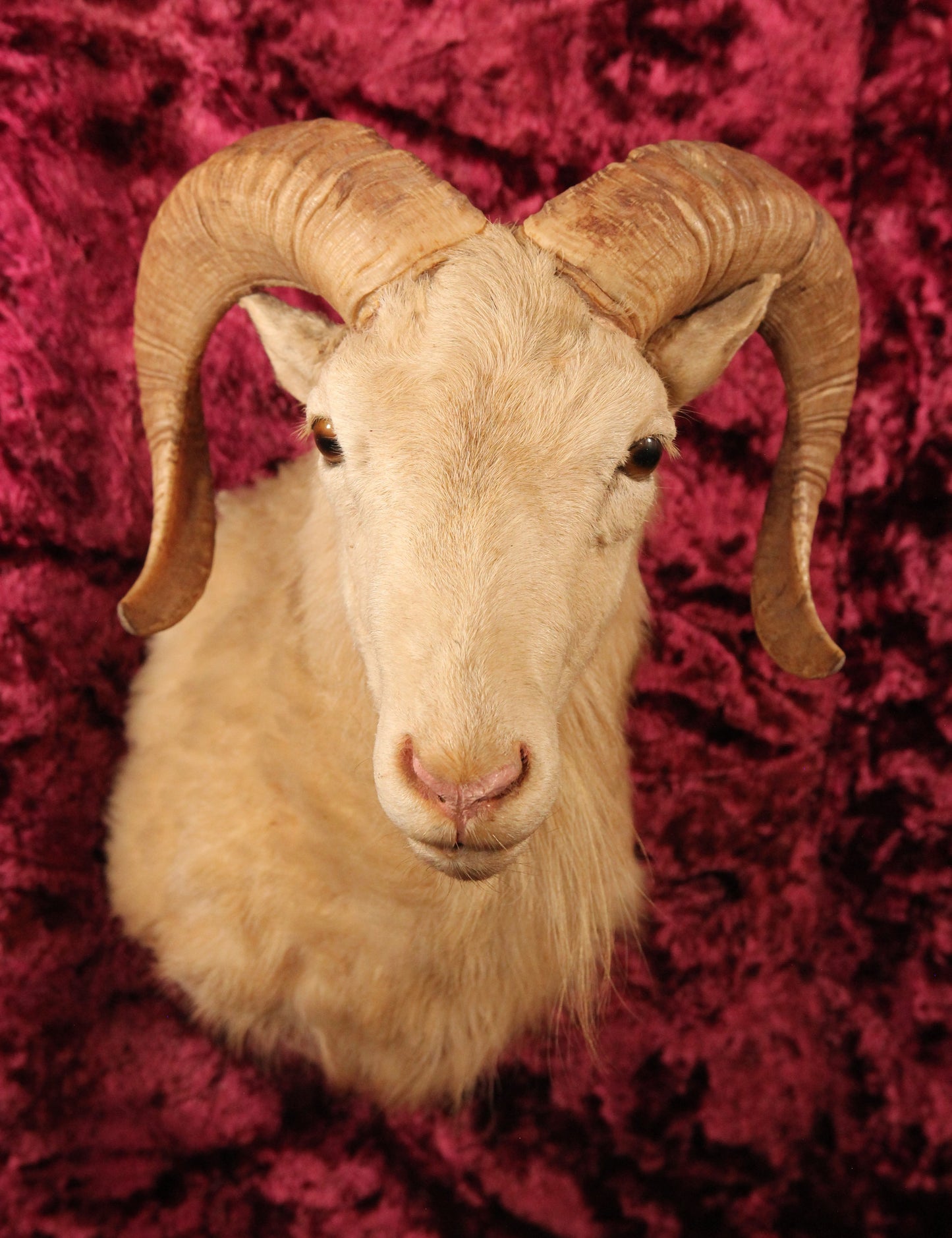 Vintage Dahl Ram Mountain Sheep Goat Taxidermy Shoulder Mount