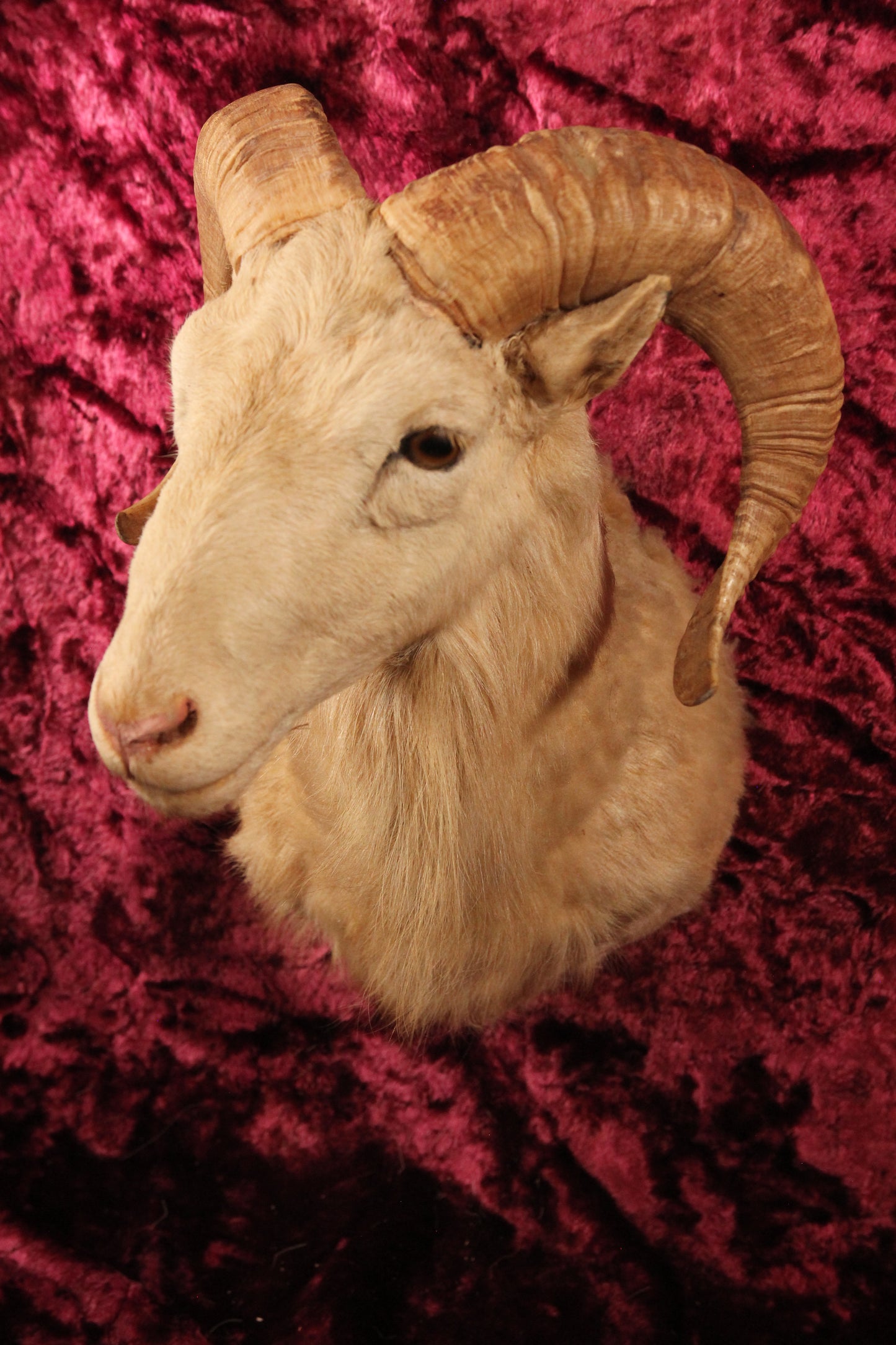 Vintage Dahl Ram Mountain Sheep Goat Taxidermy Shoulder Mount